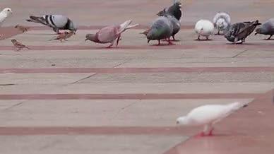 4K实拍广场鸽子群视频素材视频的预览图